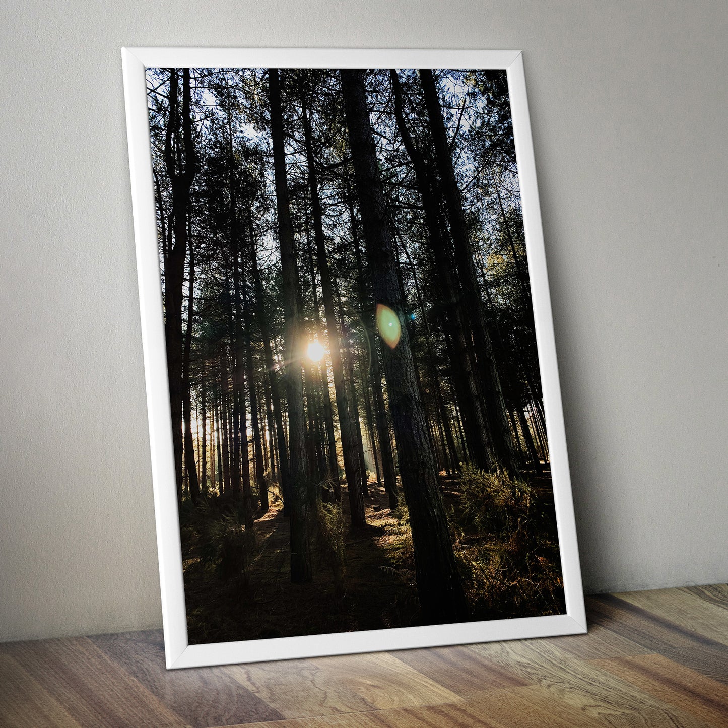 Forest Trees and Sunshine Premium Poster Print