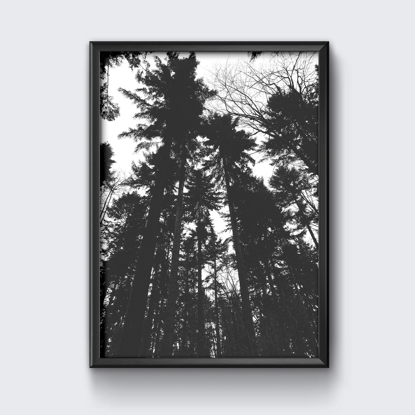 Tall Trees Premium Poster