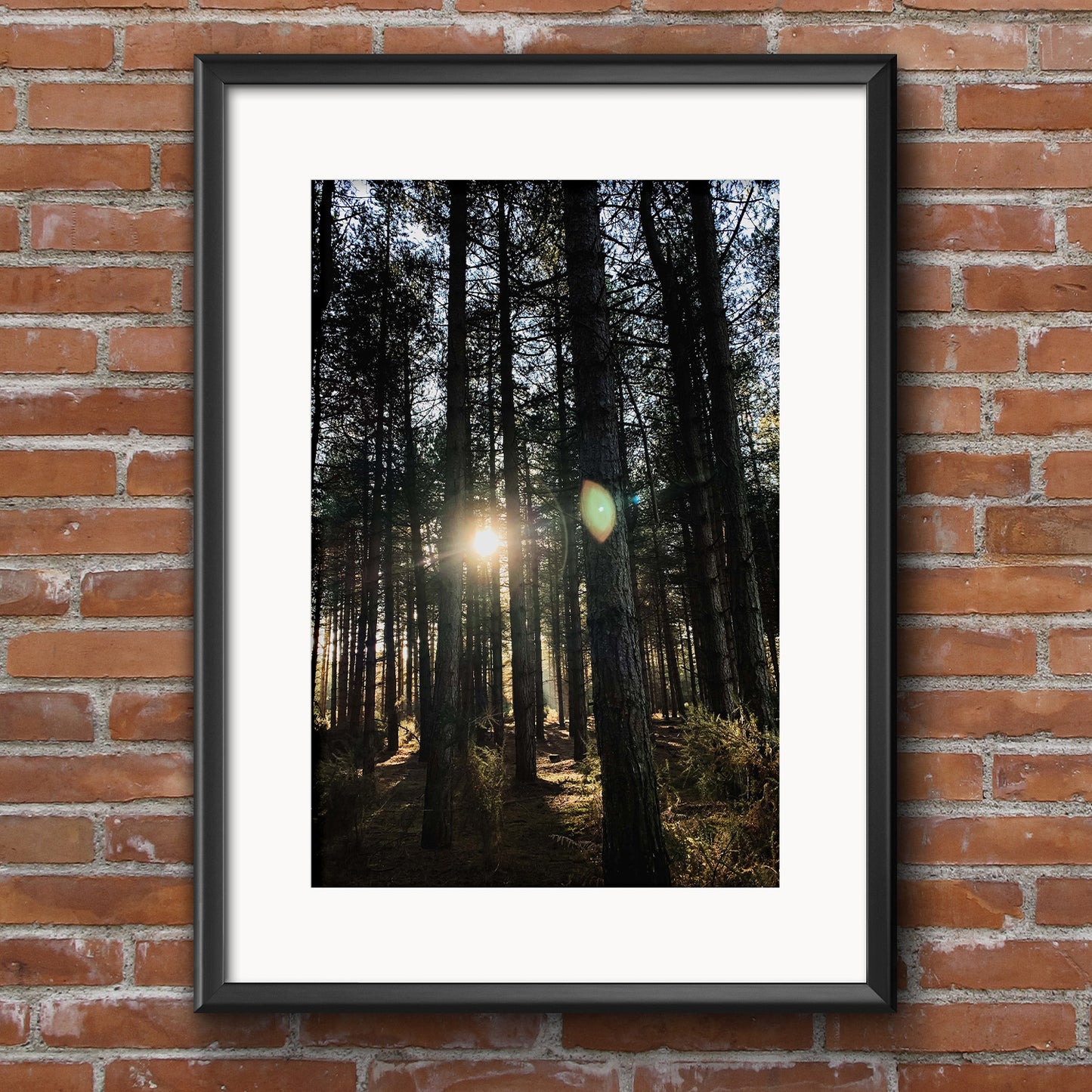 Forest Trees and Sunshine Premium Poster Print