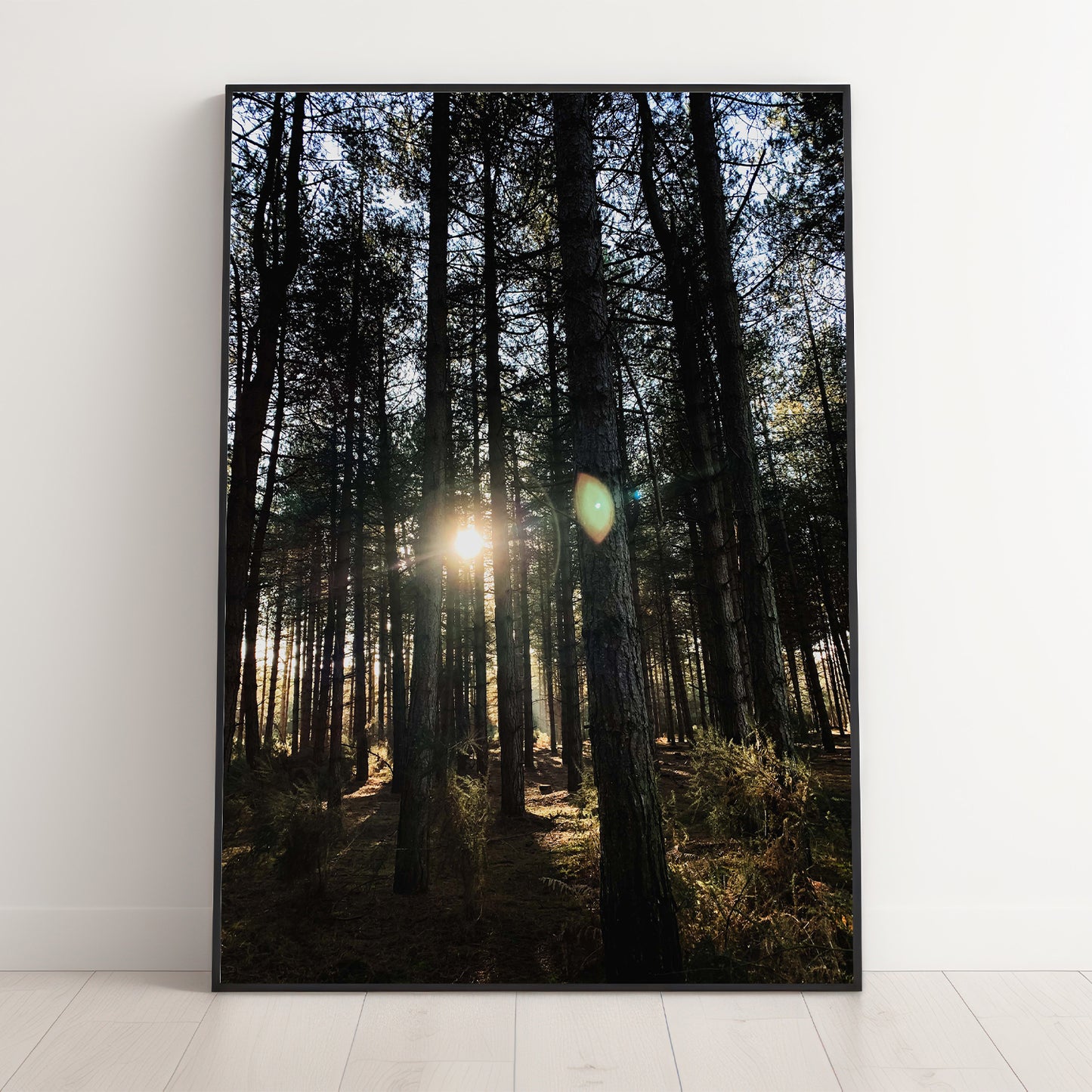Forest Trees and Sunshine Premium Poster Print